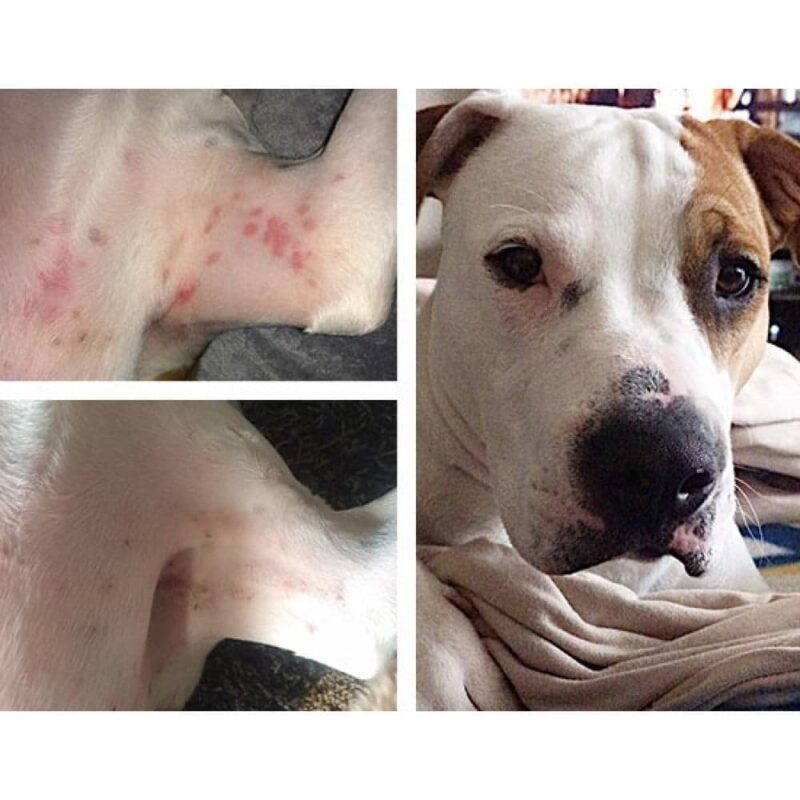 Loco Paws Allergies Dermatika Skin Soother Testimonials1 1000x1000 1