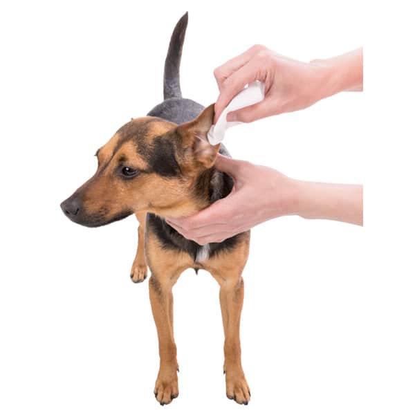 μαντηλακια καθαρισμου σκυλου αυτιων 29416α